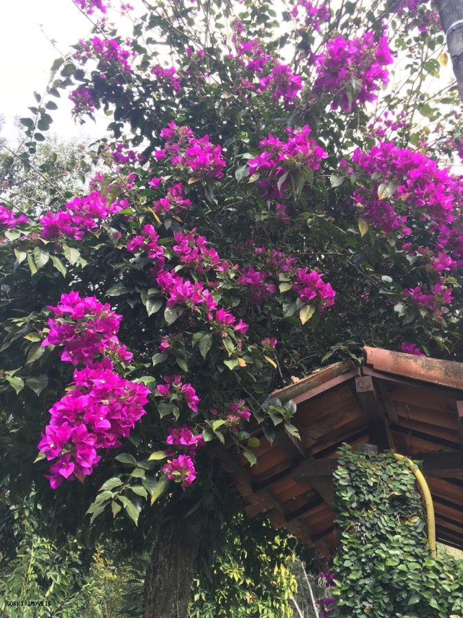 Casa, 4 quartos - Foto 12